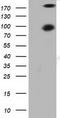 Protein Kinase D2 antibody, TA501647S, Origene, Western Blot image 