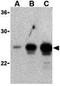 TNF Superfamily Member 18 antibody, GTX85076, GeneTex, Western Blot image 