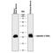 Lipocalin 2 antibody, AF1757, R&D Systems, Western Blot image 