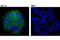 ATP Binding Cassette Subfamily B Member 1 antibody, 13342S, Cell Signaling Technology, Immunofluorescence image 
