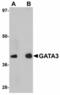 GATA Binding Protein 3 antibody, LS-B12369, Lifespan Biosciences, Western Blot image 