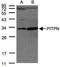 Phosphatidylinositol Transfer Protein Alpha antibody, NBP1-31042, Novus Biologicals, Western Blot image 