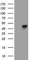 Leucine Rich Repeat Containing 25 antibody, CF504902, Origene, Western Blot image 