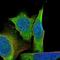 TatD DNase Domain Containing 1 antibody, NBP1-85733, Novus Biologicals, Immunofluorescence image 