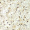 Zinc Finger And BTB Domain Containing 48 antibody, LS-C349302, Lifespan Biosciences, Immunohistochemistry frozen image 