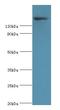 Caspase Recruitment Domain Family Member 11 antibody, LS-C379436, Lifespan Biosciences, Western Blot image 