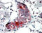 Secretoglobin Family 2A Member 2 antibody, MBS420003, MyBioSource, Immunohistochemistry frozen image 
