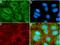 Matrix Metallopeptidase 13 antibody, 701287, Invitrogen Antibodies, Immunofluorescence image 