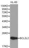 BCL2L2-PABPN1 Readthrough antibody, LS-C192412, Lifespan Biosciences, Western Blot image 