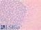Beta-secretase 2 antibody, LS-B16855, Lifespan Biosciences, Immunohistochemistry paraffin image 