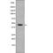 CAMP Responsive Element Binding Protein 1 antibody, PA5-64549, Invitrogen Antibodies, Western Blot image 
