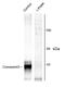 Gap Junction Protein Alpha 1 antibody, AHP977, Bio-Rad (formerly AbD Serotec) , Western Blot image 