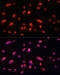 Interleukin Enhancer Binding Factor 3 antibody, 18-668, ProSci, Immunofluorescence image 