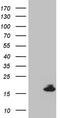 Natriuretic peptides B antibody, CF809065, Origene, Western Blot image 