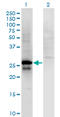 Sp2 Transcription Factor antibody, LS-C198248, Lifespan Biosciences, Western Blot image 