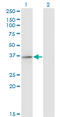 Regulatory Factor X Associated Protein antibody, LS-C198084, Lifespan Biosciences, Western Blot image 