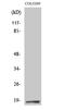 Transcription Elongation Factor A Like 1 antibody, GTX34258, GeneTex, Western Blot image 