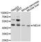 Neuraminidase 4 antibody, STJ27123, St John