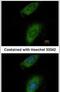 Annexin A8 antibody, PA5-31479, Invitrogen Antibodies, Immunofluorescence image 