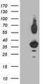 Pleckstrin Homology Domain Containing A3 antibody, TA502876, Origene, Western Blot image 