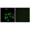 Mitochondrial Ribosomal Protein L14 antibody, PA5-49942, Invitrogen Antibodies, Immunofluorescence image 