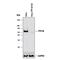 Protein Tyrosine Phosphatase Non-Receptor Type 1 antibody, AF13662, R&D Systems, Western Blot image 