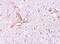 Probable ribonuclease ZC3H12C antibody, 5677, ProSci, Immunohistochemistry frozen image 