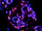 Electron Transfer Flavoprotein Subunit Alpha antibody, orb341331, Biorbyt, Immunofluorescence image 