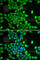 Proteasome Subunit Alpha 6 antibody, A2188, ABclonal Technology, Immunofluorescence image 