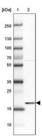 1,2-dihydroxy-3-keto-5-methylthiopentene dioxygenase antibody, PA5-57262, Invitrogen Antibodies, Western Blot image 