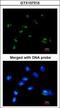 Ras Association Domain Family Member 2 antibody, GTX107315, GeneTex, Immunofluorescence image 