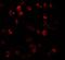 Dynamin 1 Like antibody, GTX31901, GeneTex, Immunocytochemistry image 