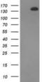 TBC1 Domain Family Member 4 antibody, NBP2-00597, Novus Biologicals, Western Blot image 