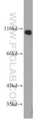 CD166 antigen antibody, 21972-1-AP, Proteintech Group, Western Blot image 