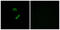 Olfactory Receptor Family 10 Subfamily G Member 9 antibody, GTX87731, GeneTex, Immunofluorescence image 