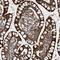 GrpE Like 2, Mitochondrial antibody, NBP1-85099, Novus Biologicals, Immunohistochemistry frozen image 