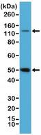Nuclear Factor Kappa B Subunit 1 antibody, NBP2-61568, Novus Biologicals, Western Blot image 