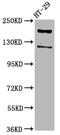 Synaptojanin 1 antibody, CSB-PA023016LA01HU, Cusabio, Western Blot image 