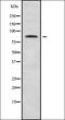 TF2L1 antibody, orb336267, Biorbyt, Western Blot image 