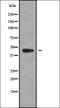 MAGB6 antibody, orb336223, Biorbyt, Western Blot image 