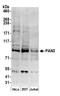 Poly(A) Specific Ribonuclease Subunit PAN3 antibody, A304-914A, Bethyl Labs, Western Blot image 