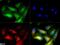 Serpin Family E Member 1 antibody, NBP1-19773, Novus Biologicals, Immunofluorescence image 