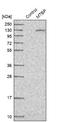 MDM2 Binding Protein antibody, NBP1-86408, Novus Biologicals, Western Blot image 