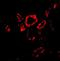 SNAI2 antibody, orb74769, Biorbyt, Immunofluorescence image 