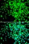 RNA Polymerase II Subunit F antibody, orb136106, Biorbyt, Immunofluorescence image 