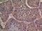 Interleukin 36 Beta antibody, A08643, Boster Biological Technology, Immunohistochemistry frozen image 
