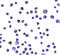 Ring Finger Protein 121 antibody, LS-B13088, Lifespan Biosciences, Immunocytochemistry image 