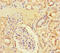 Zinc Finger Protein 366 antibody, LS-C394928, Lifespan Biosciences, Immunohistochemistry paraffin image 