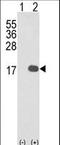 Interleukin 36 Beta antibody, LS-C165188, Lifespan Biosciences, Western Blot image 