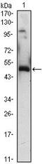 Early Growth Response 1 antibody, MA5-15620, Invitrogen Antibodies, Western Blot image 